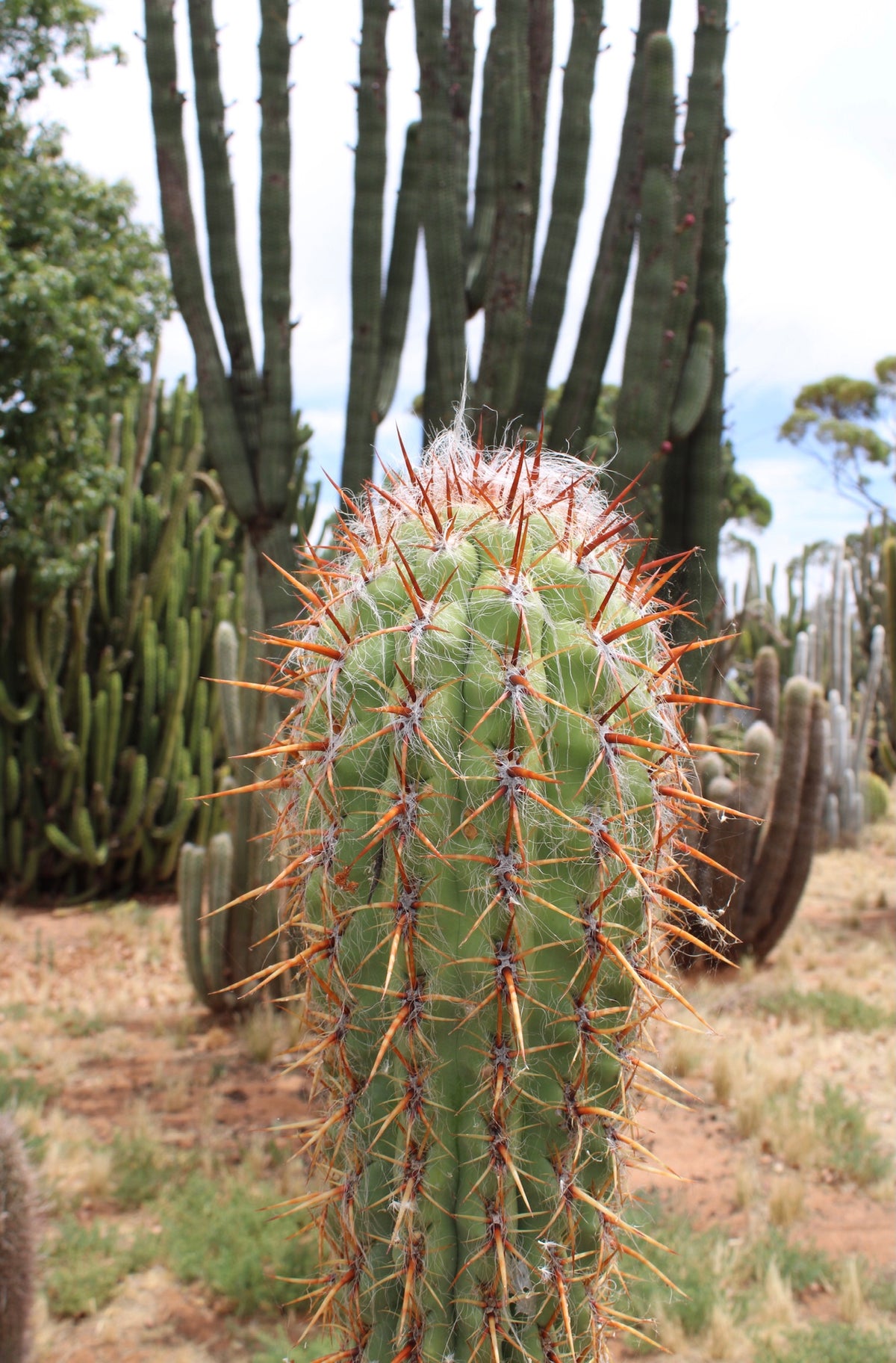 RG1 Oreocerus Open Pollinated Seeds