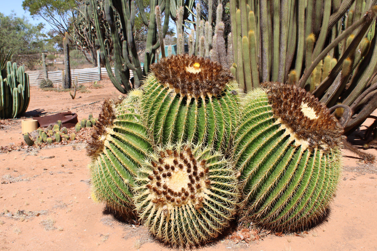 Golden Barrel Open Pollinated Seeds