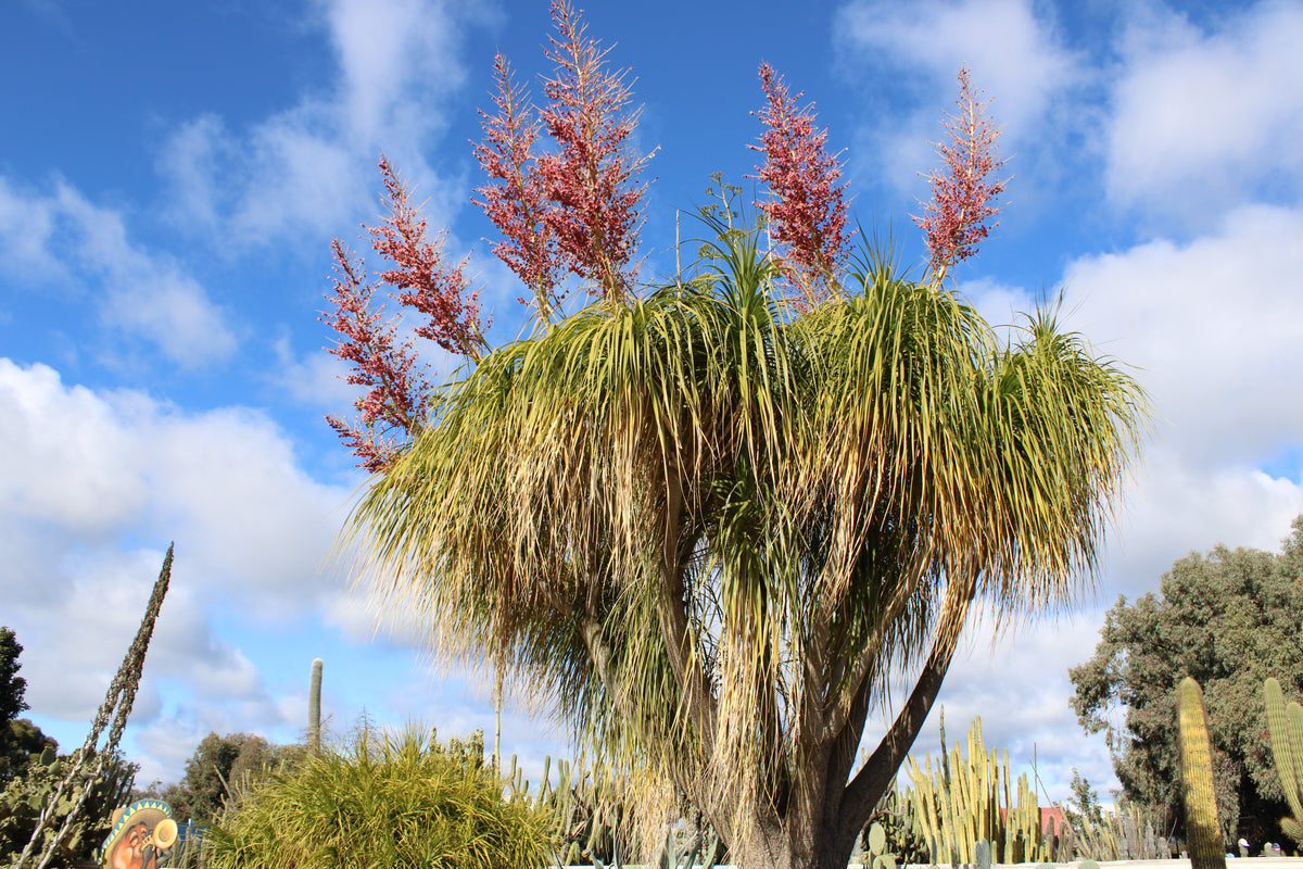 Beaucarnea Recurvata (Ponytail Palm) Seeds