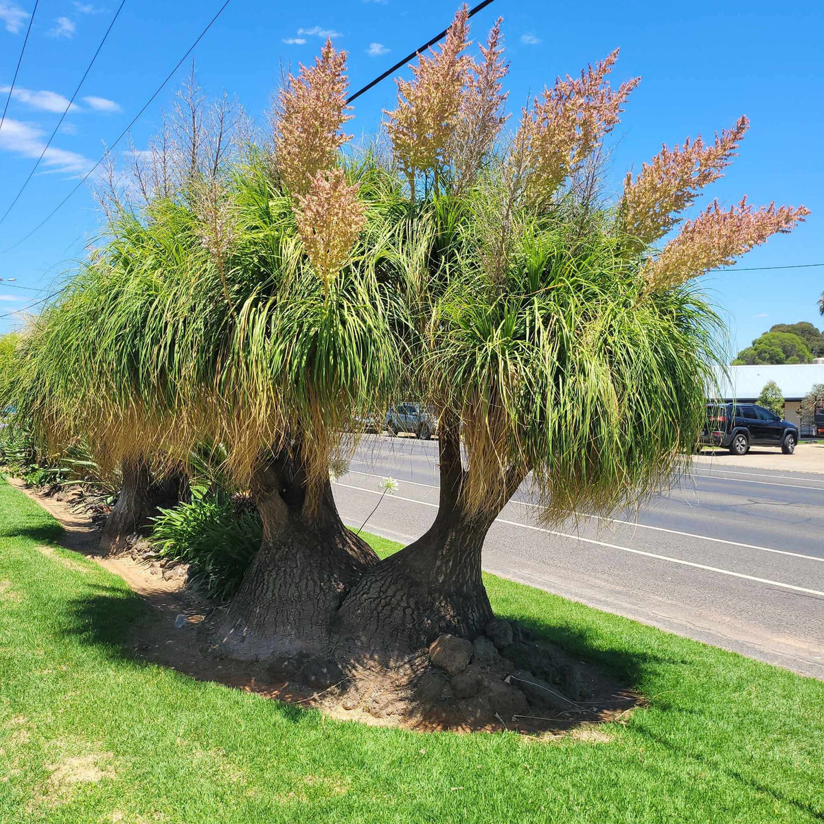 Beaucarnea Recurvata (Ponytail Palm) Seeds