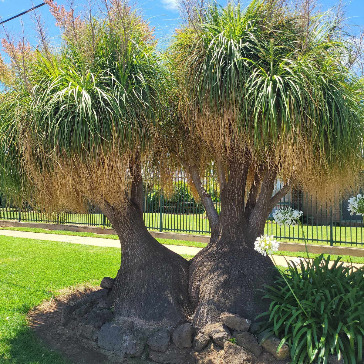 Beaucarnea Recurvata (Ponytail Palm) Seeds
