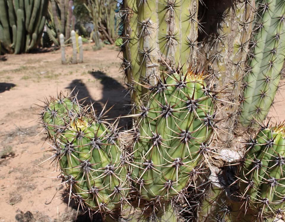 RG1 Trichocereus Taquimbalensis Open Pollinated Seeds