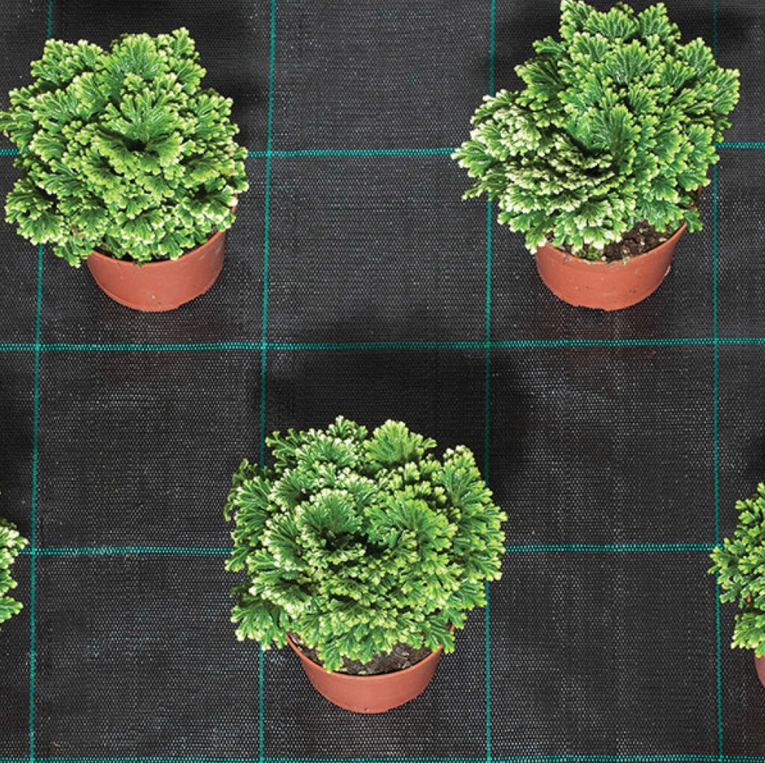 Weed mat