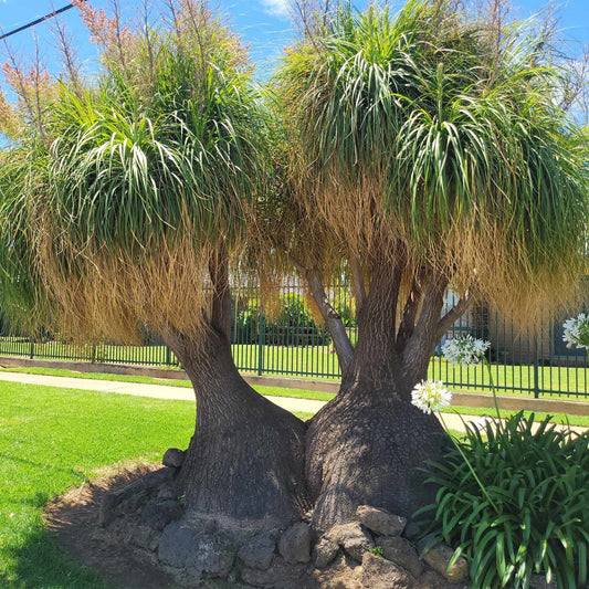 Beaucarnea Recurvata (Ponytail Palm) Seeds